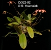 Bulbophyllum weberi  (01)